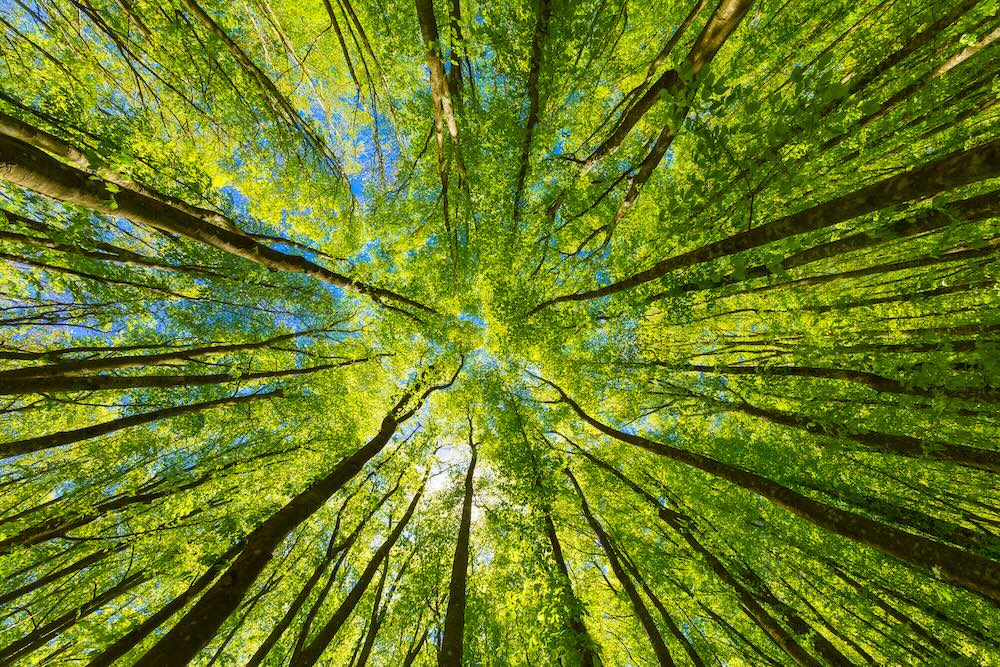 View of trees from below